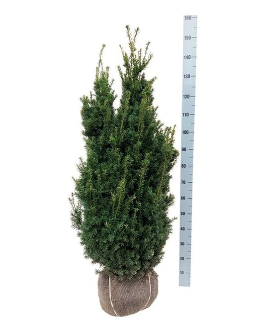 Becher-Eibe – Taxus × media 'Hillii'