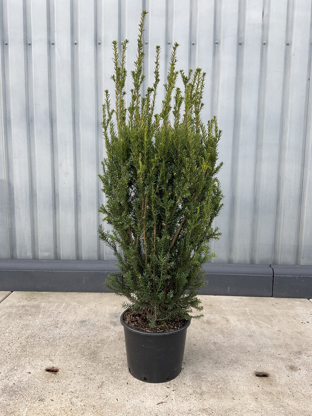 Becher-Eibe – Taxus × media 'Hillii'