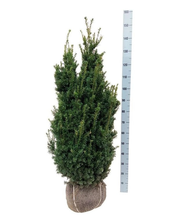 Becher-Eibe – Taxus × media 'Hillii'