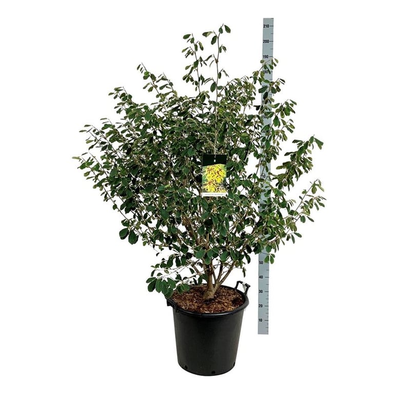 Hybrid-Zaubernuss – Hamamelis × intermedia