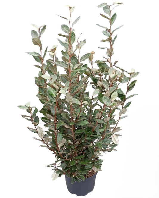Wintergrüne Ölweide, Silberbeere (Heckenpflanze) – Elaeagnus × ebbingei