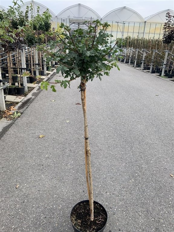 Kugel-Feldahorn, Zwerg-Feldahorn – Acer campestre 'Nanum'