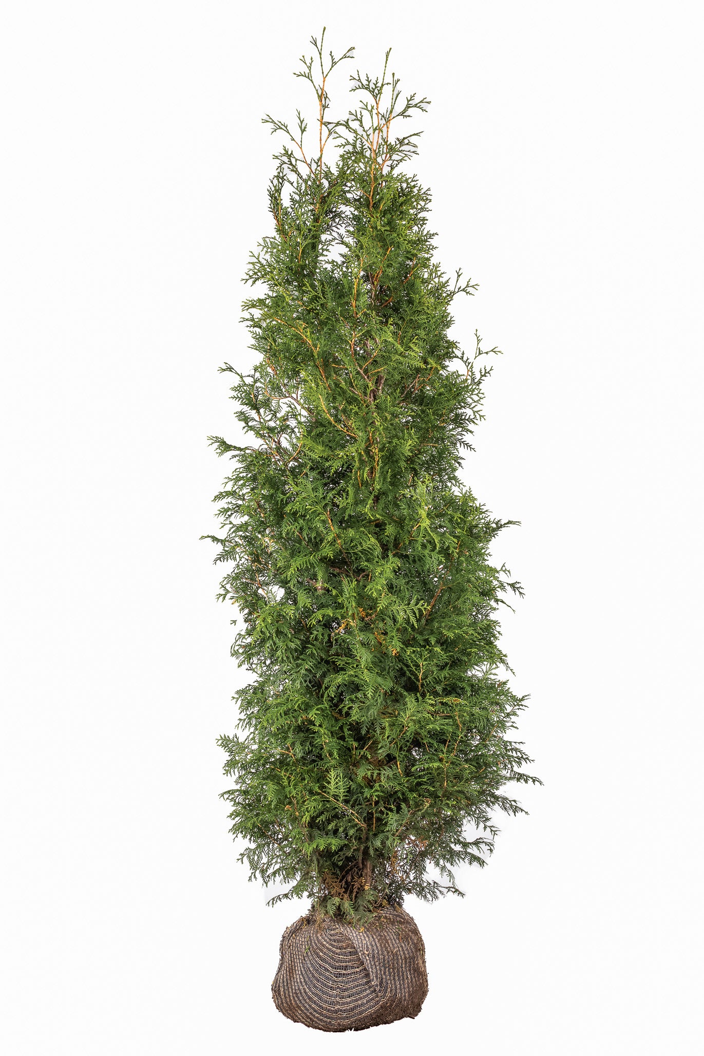 Abendländischer Lebensbaum – Thuja occidentalis 'Brabant'