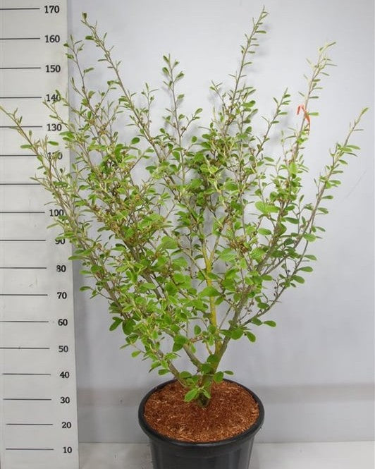 Hybrid-Zaubernuss – Hamamelis × intermedia