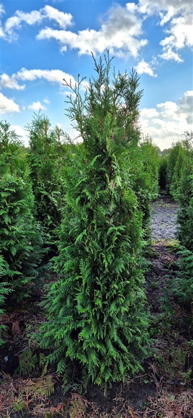 Abendländischer Lebensbaum – Thuja occidentalis 'Brabant'