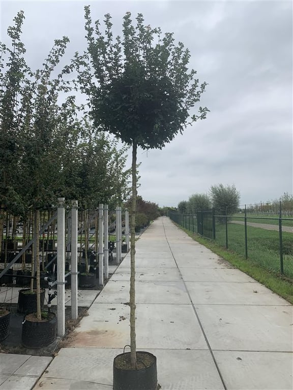 Kugel-Feldahorn, Zwerg-Feldahorn – Acer campestre 'Nanum'