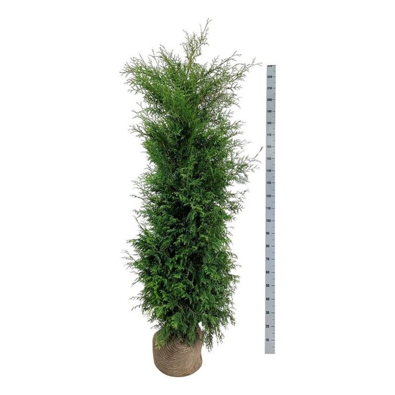 Abendländischer Lebensbaum – Thuja occidentalis 'Brabant'