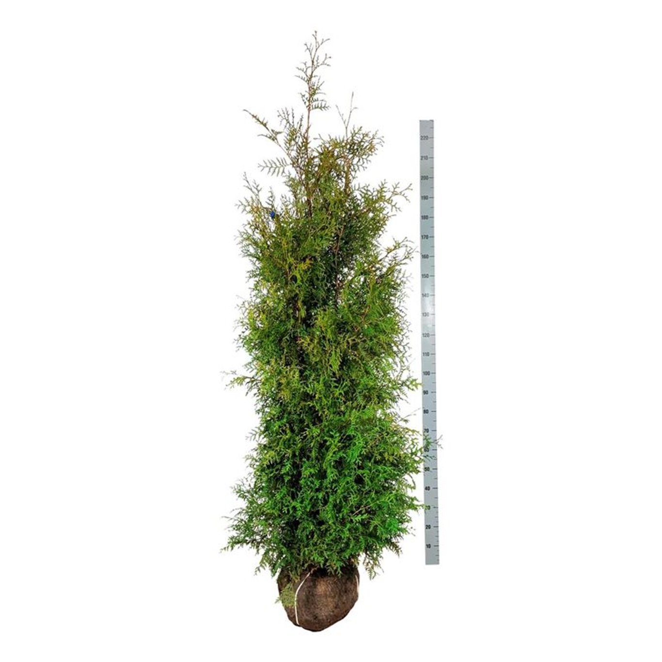 Abendländischer Lebensbaum – Thuja occidentalis 'Brabant'