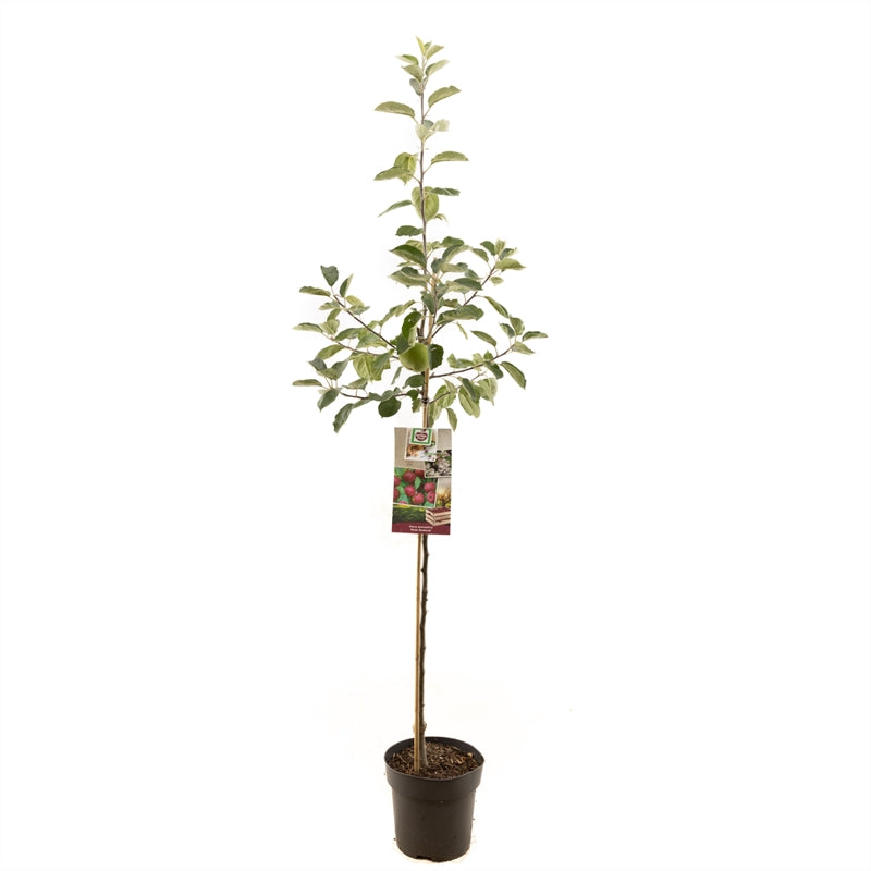 Apfelbaum – Malus domestica 'Boskoop'