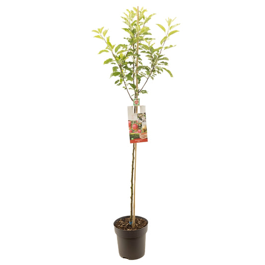 Apfelbaum – Malus domestica 'Gala'