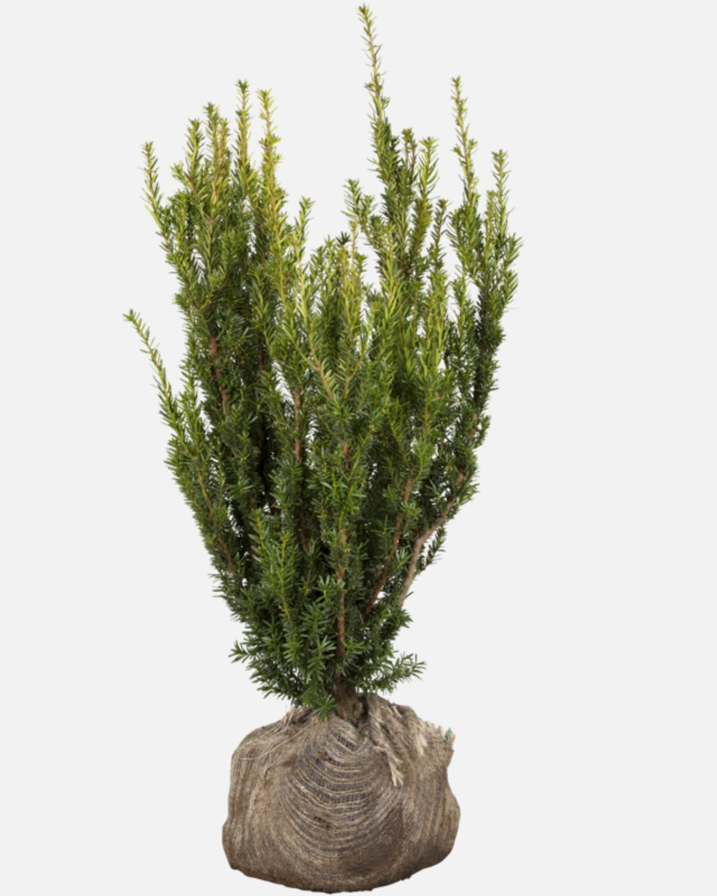 Becher-Eibe – Taxus × media 'Hillii'