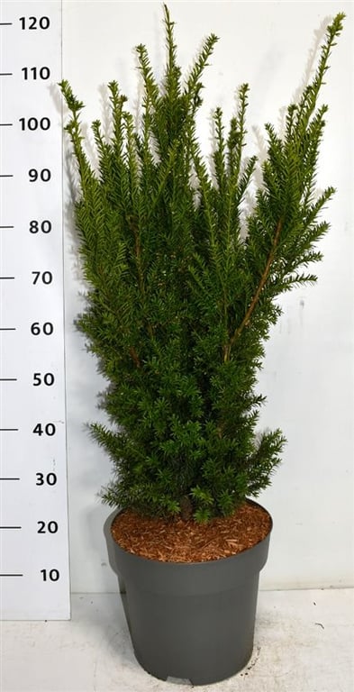 Becher-Eibe – Taxus × media 'Hillii'