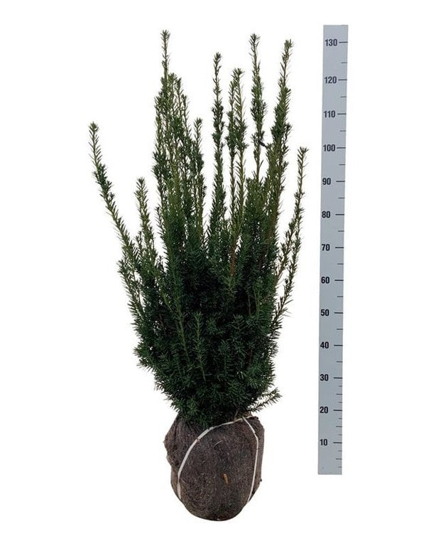 Becher-Eibe – Taxus × media 'Hillii'