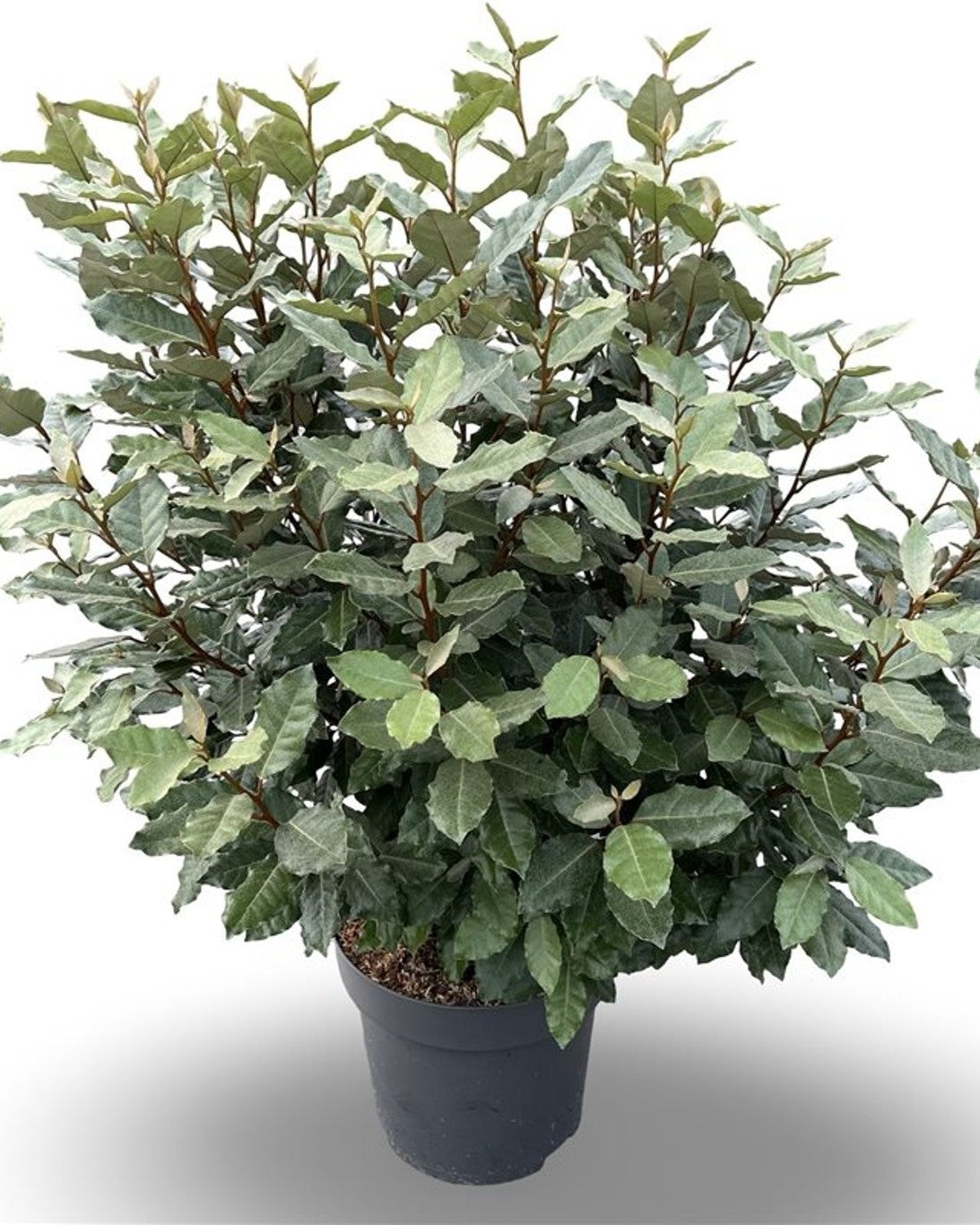 Wintergrüne Ölweide, Silberbeere (Heckenpflanze) – Elaeagnus × ebbingei