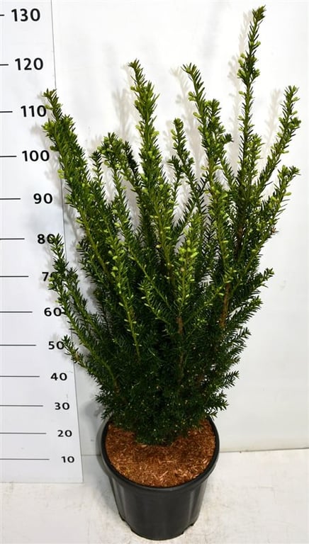 Becher-Eibe – Taxus × media 'Hillii'
