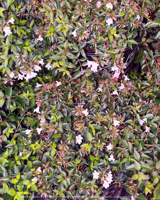 Abelie (kugelförmig) – Abelia × grandiflora 'Edward Goucher'