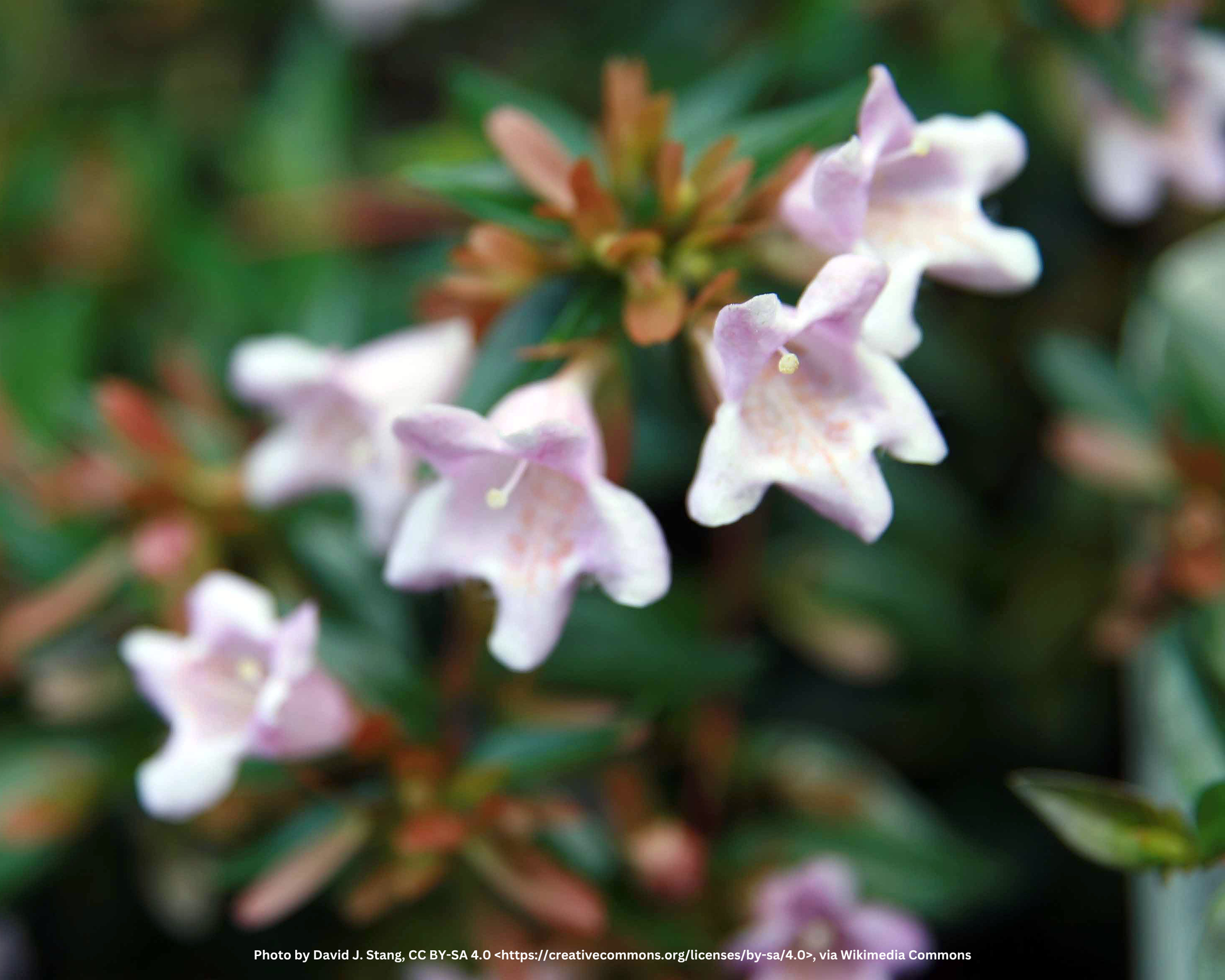 Abelie (kugelförmig) – Abelia × grandiflora 'Edward Goucher' – Heinis ...