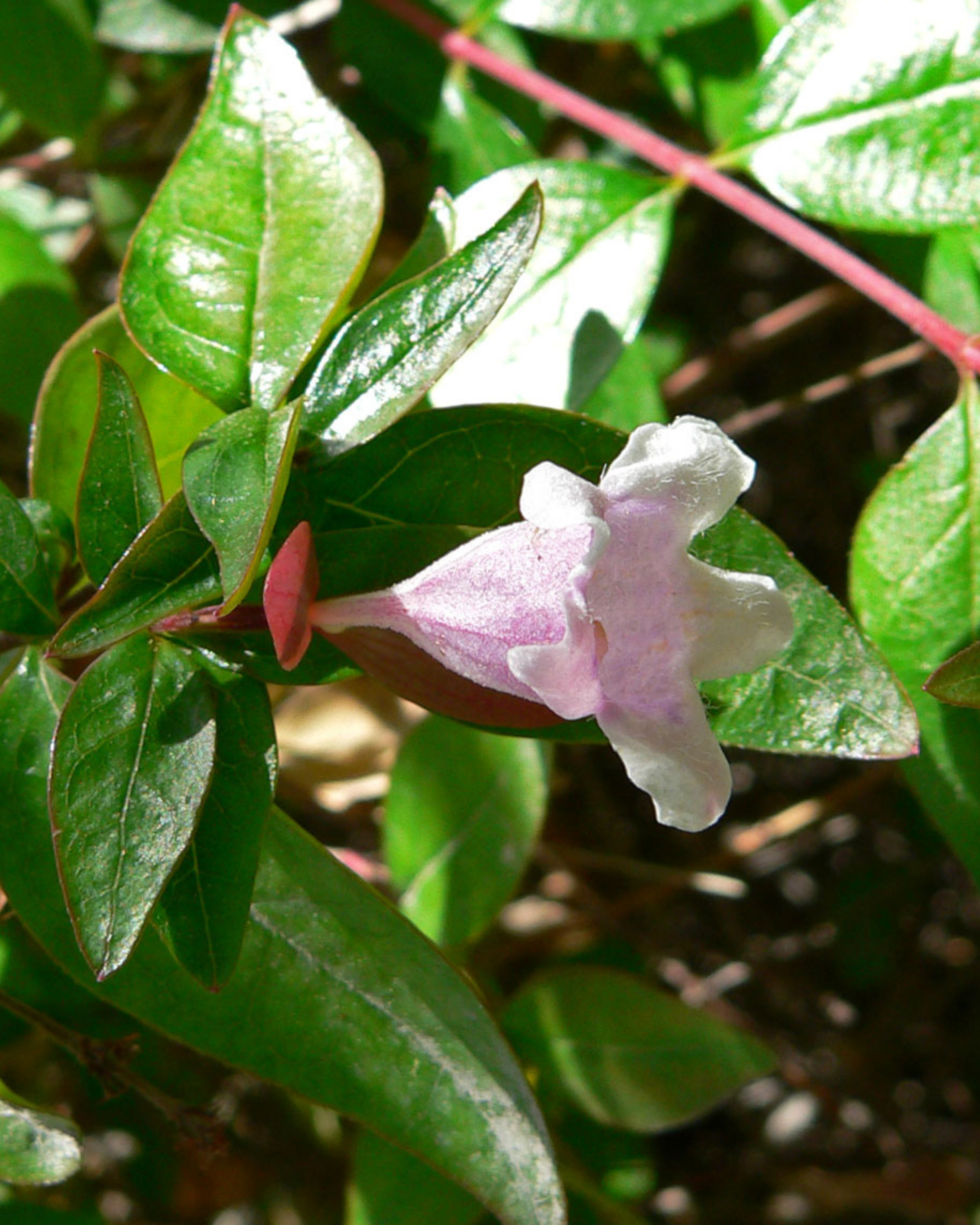 Abelie (kugelförmig) – Abelia × grandiflora 'Edward Goucher' – Heinis ...