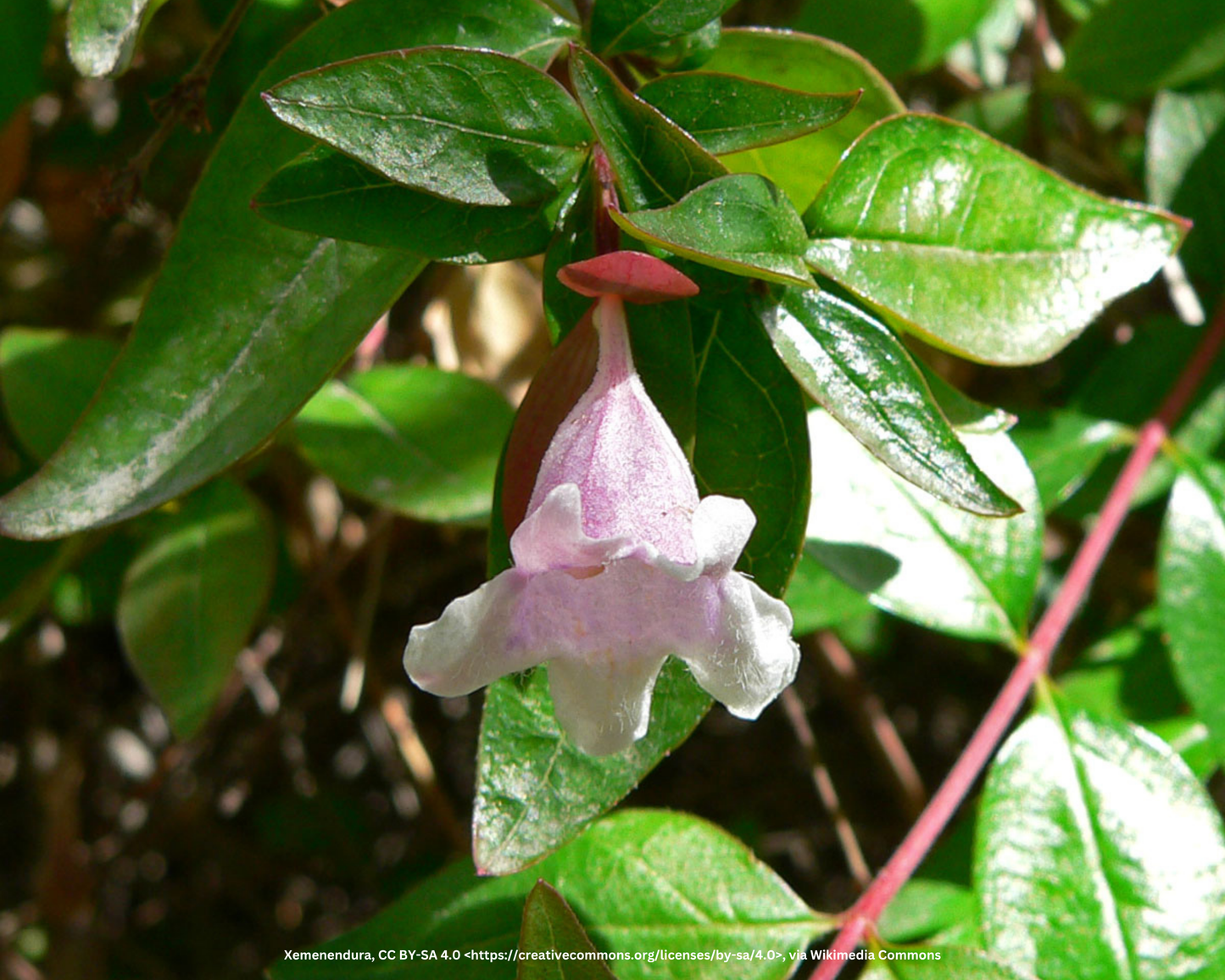 Abelie (kugelförmig) – Abelia × grandiflora 'Edward Goucher'