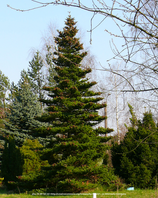 Korea-Tanne – Abies koreana