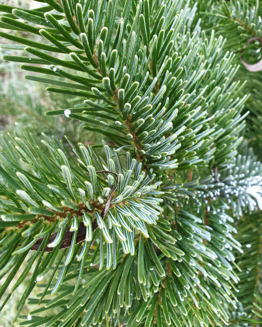 Korea-Tanne – Abies koreana