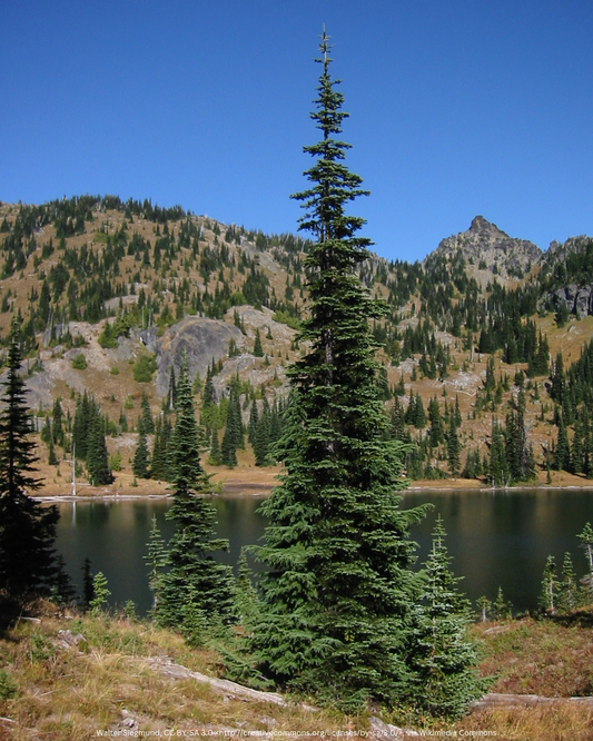 Felsentanne – Abies lasiocarpa 'Compacta'