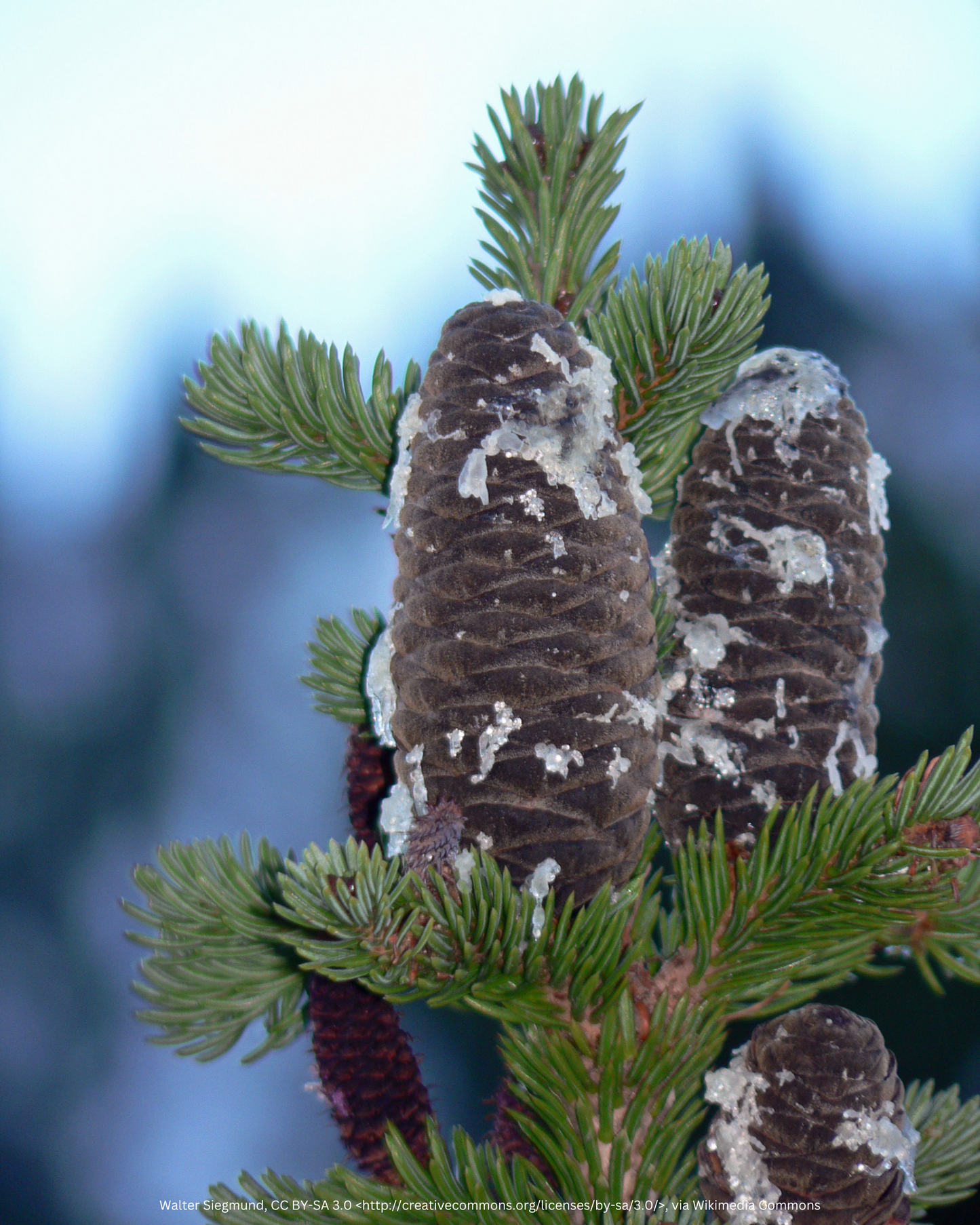 Felsentanne – Abies lasiocarpa 'Compacta'