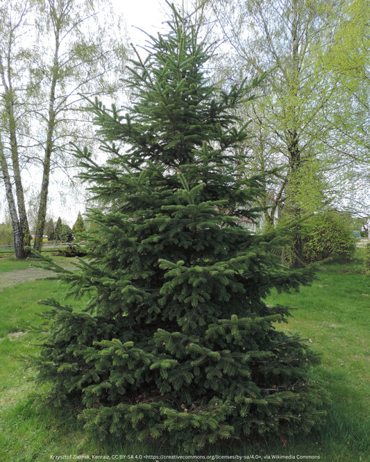 Nordmanntanne – Abies nordmanniana