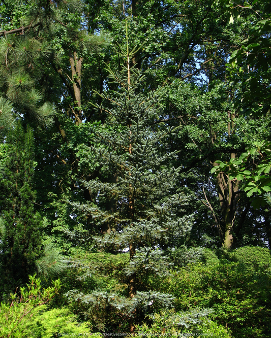 Spanische Tanne – Abies pinsapo 'Glauca'