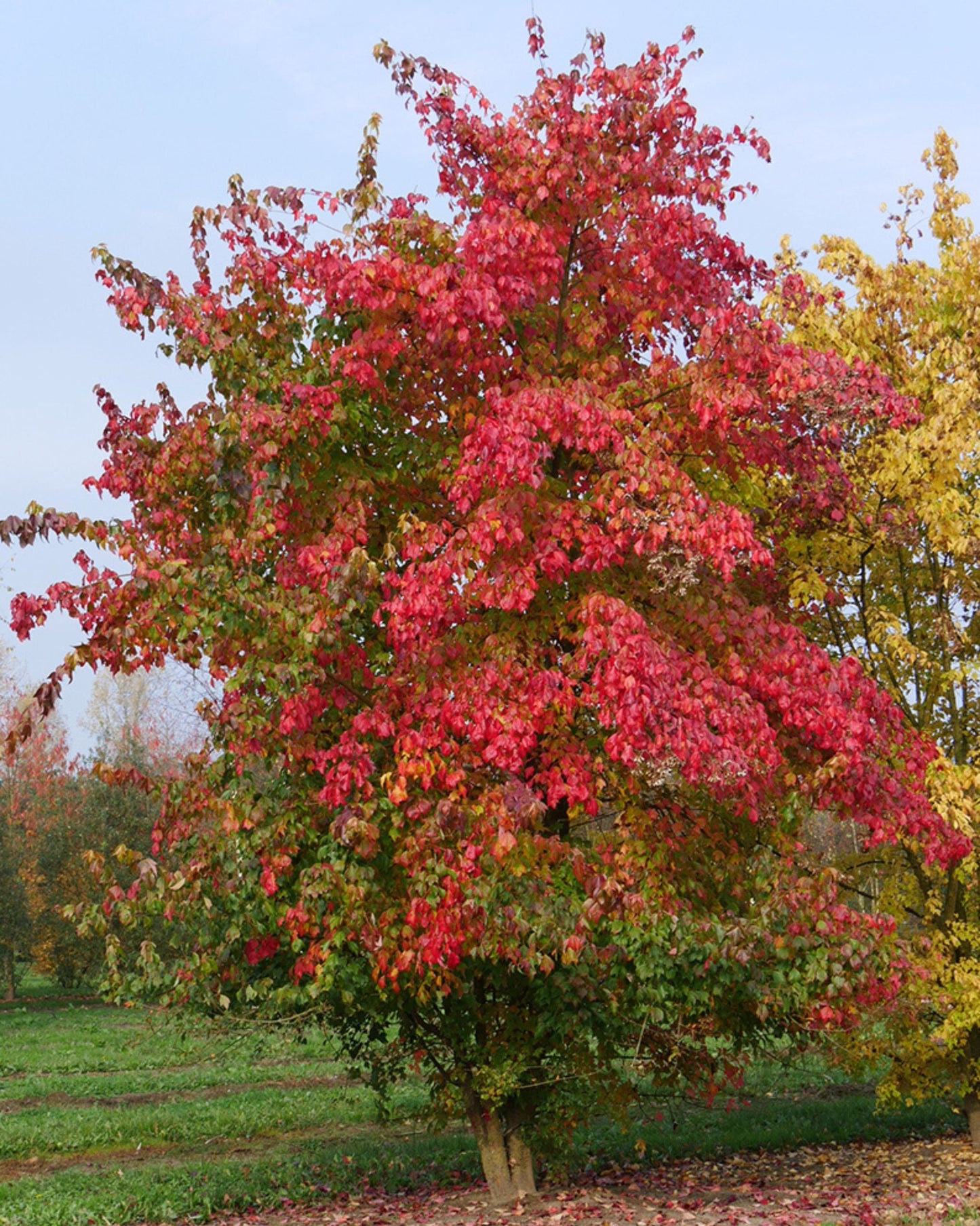 Dreizahn-Ahorn, Dreispitz-Ahorn – Acer buergerianum