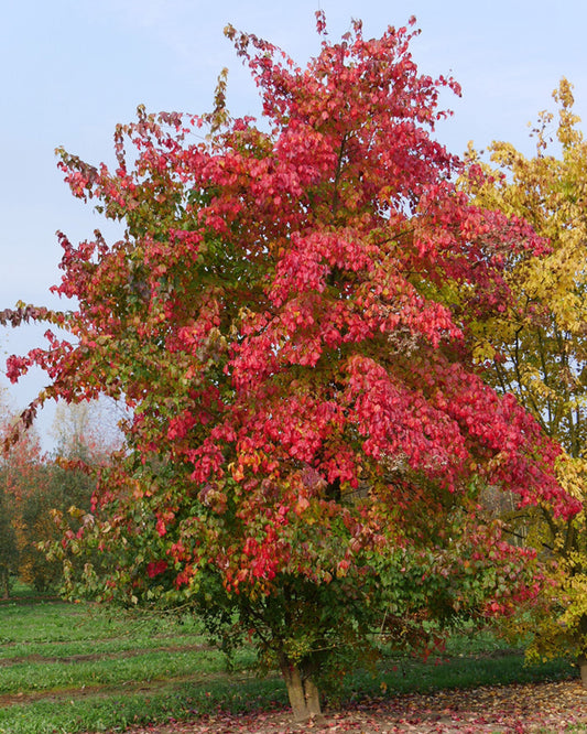 Dreizahn-Ahorn, Dreispitz-Ahorn – Acer buergerianum
