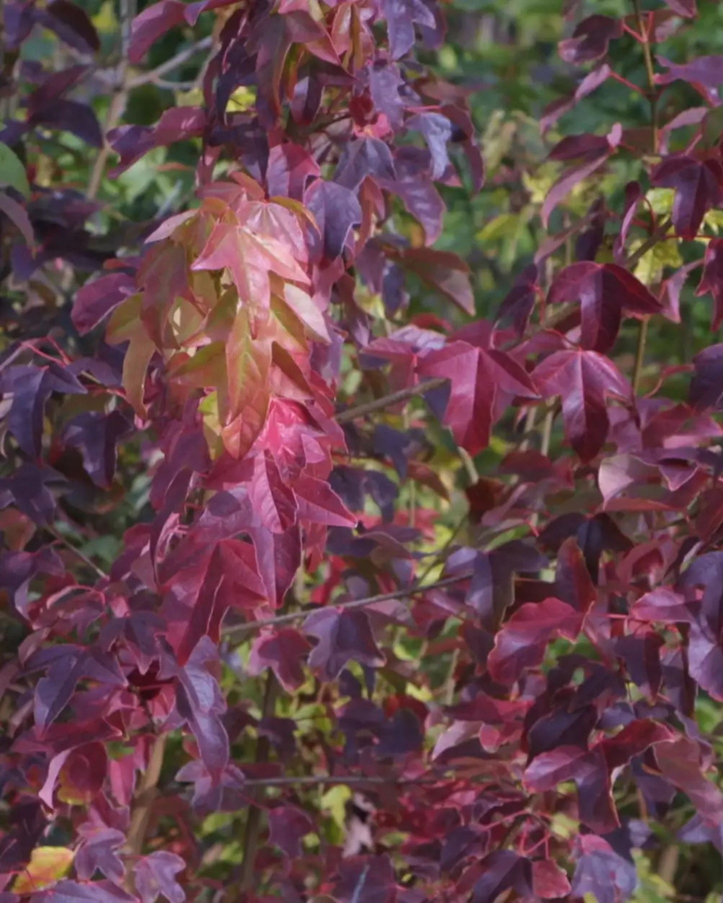 Dreizahn-Ahorn, Dreispitz-Ahorn – Acer buergerianum