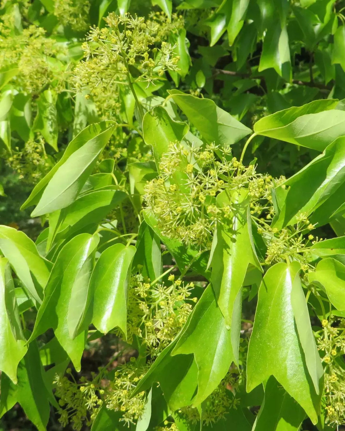 Dreizahn-Ahorn, Dreispitz-Ahorn – Acer buergerianum