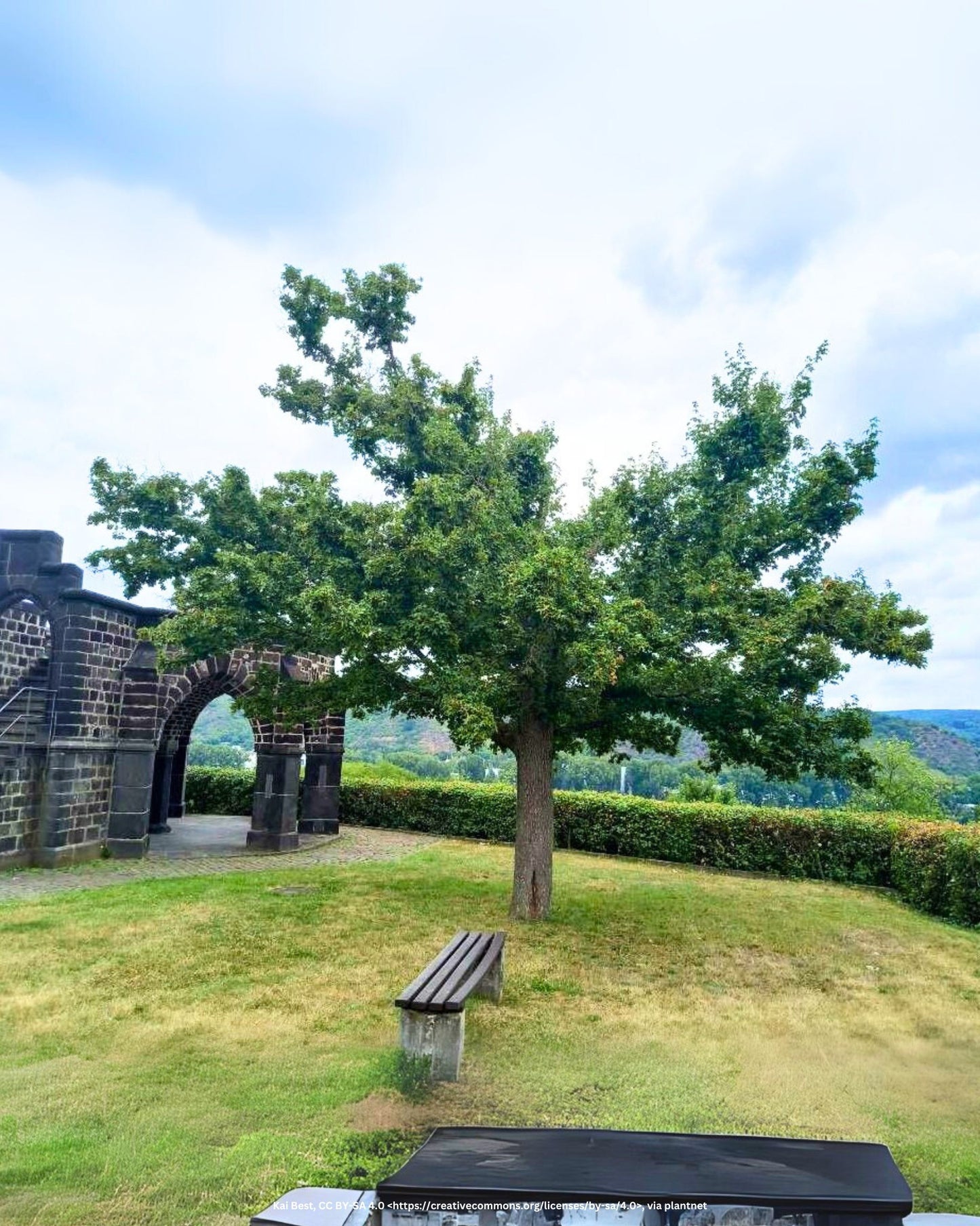 Feldahorn (dachförmig) – Acer campestre
