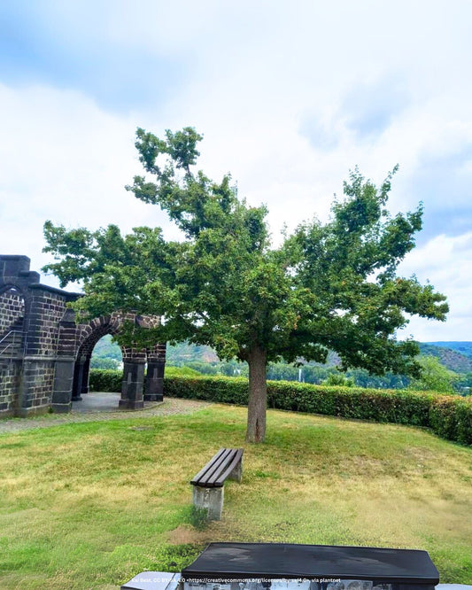Feldahorn (dachförmig) – Acer campestre