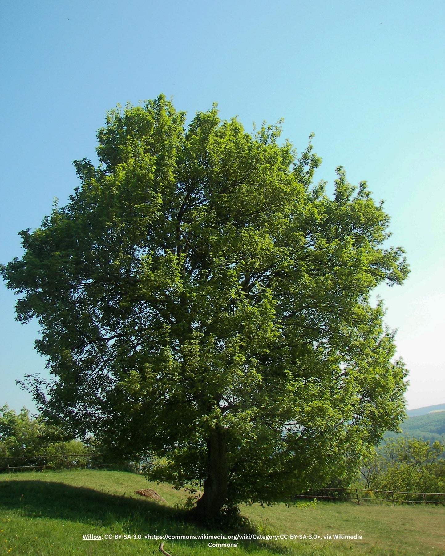 Acer campestre Nanum 1