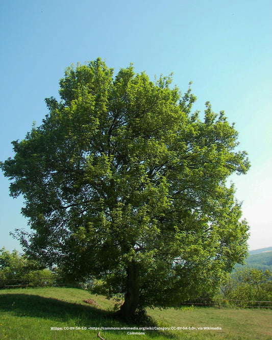 Acer campestre Nanum 1