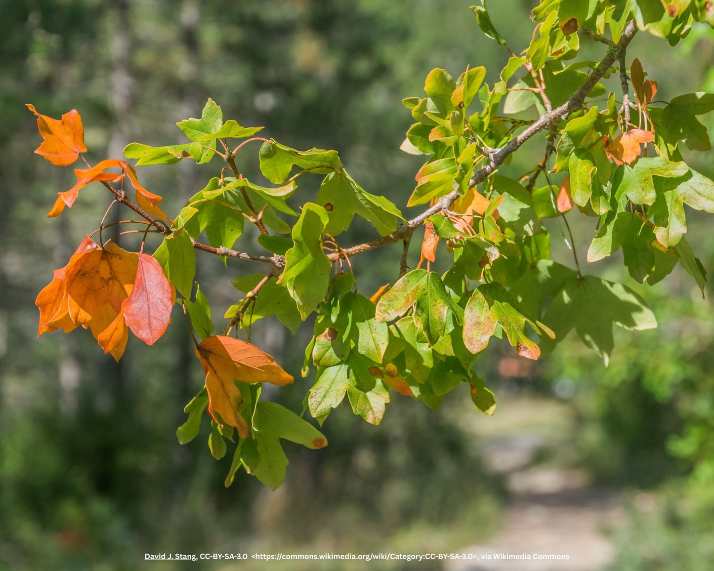 Acer campestre Nanum 3
