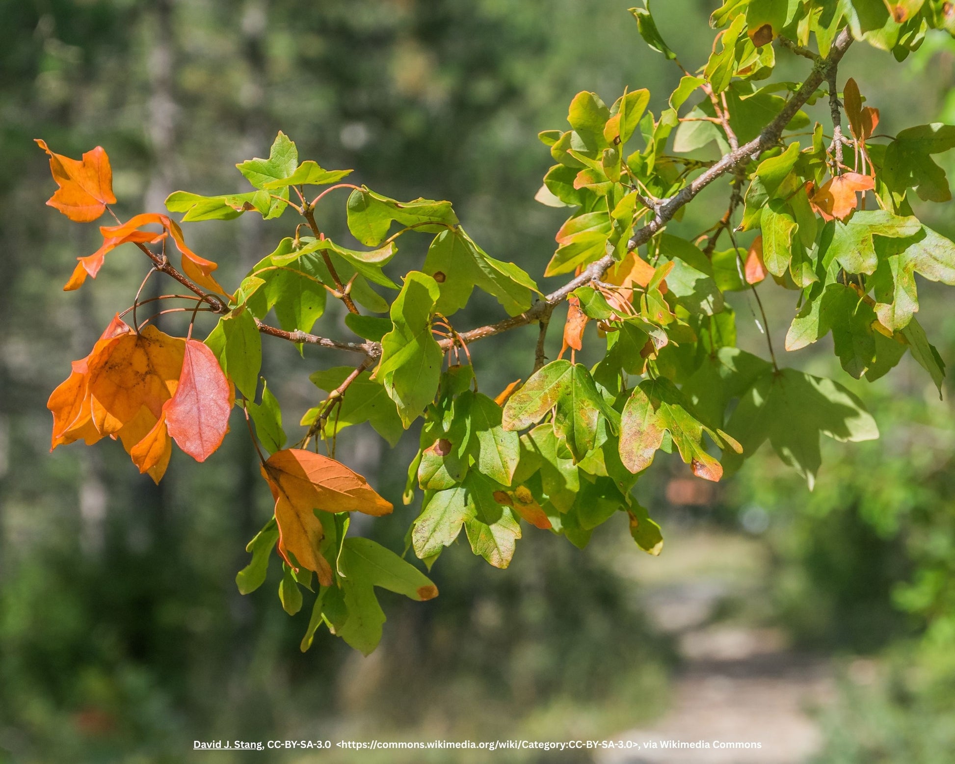 Acer campestre Nanum 3