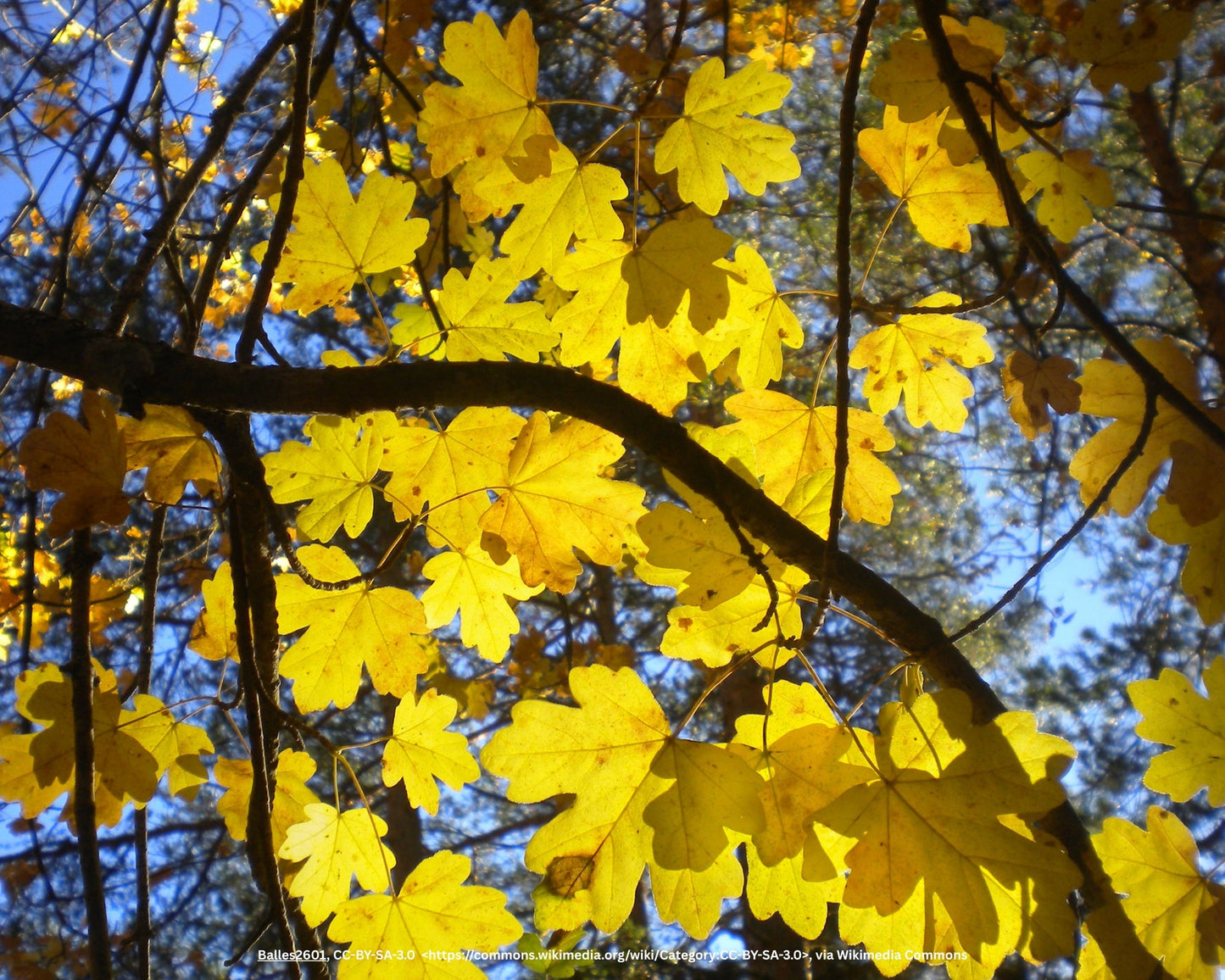 Acer campestre Nanum 4