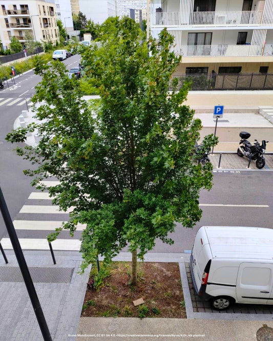 Feldahorn – Acer campestre 'Elsrijk'