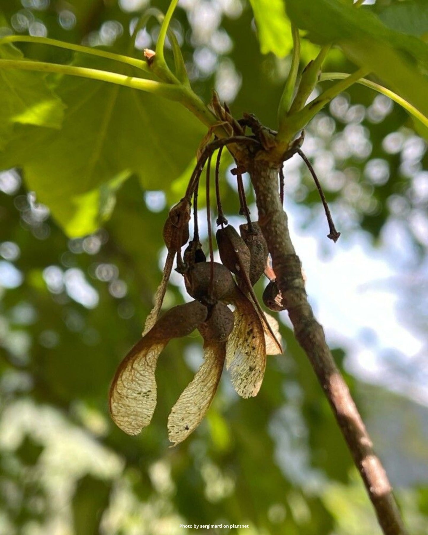 Schneeballblättriger Ahorn, Italienischer Ahorn – Acer opalus