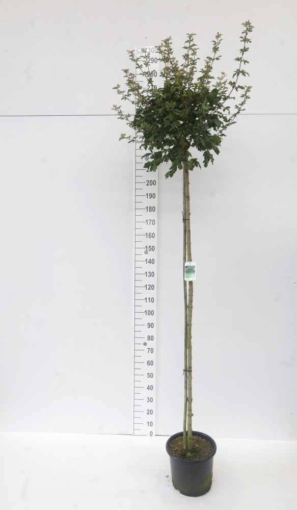 Kugel-Feldahorn, Zwerg-Feldahorn – Acer campestre 'Nanum'