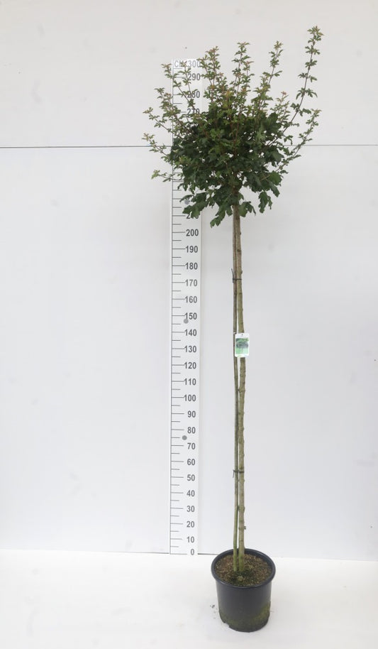 Kugel-Feldahorn, Zwerg-Feldahorn – Acer campestre 'Nanum'