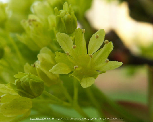 Kugelahorn – Acer platanoides 'Globosum'