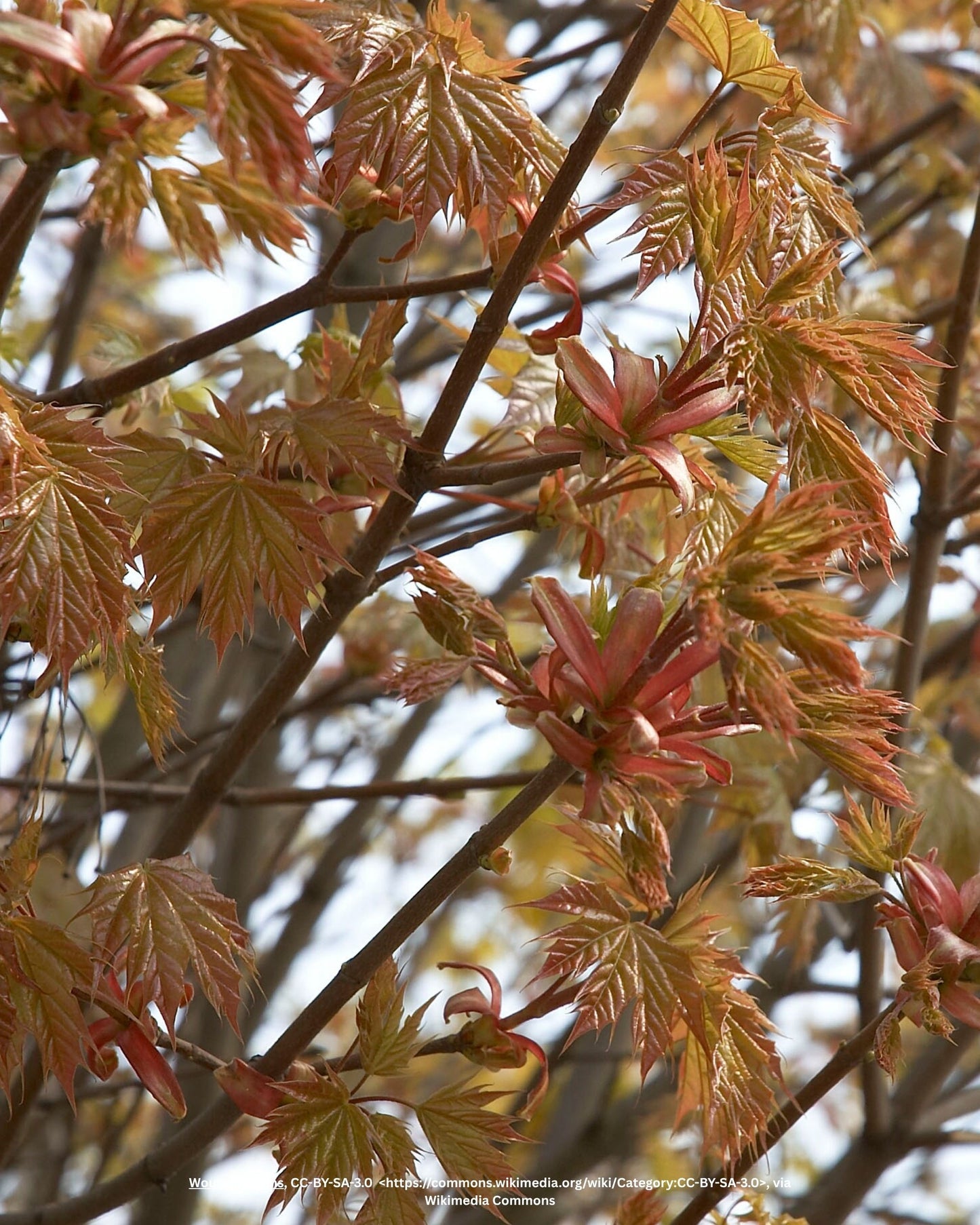Kugelahorn – Acer platanoides 'Globosum'