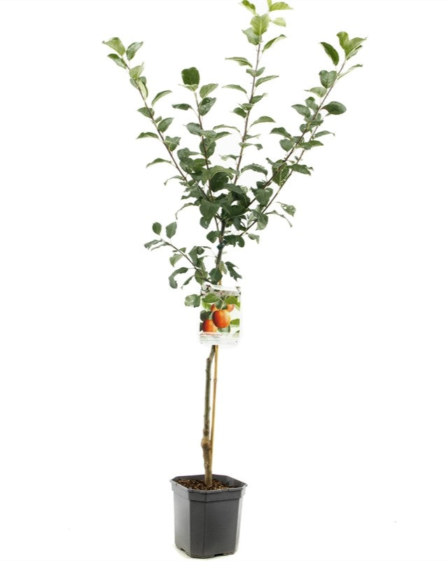 Apfelbaum – Malus domestica 'Santana'