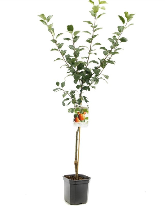 Apfelbaum – Malus domestica 'Santana'