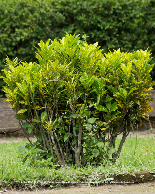 Japanische Aukube, Goldorange – Aucuba japonica 'Variegata'