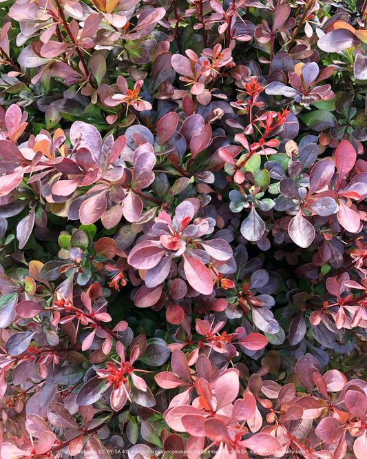 Blut-Berberitze, Rote Heckenberberitze – Berberis thunbergii 'Atropurpurea'